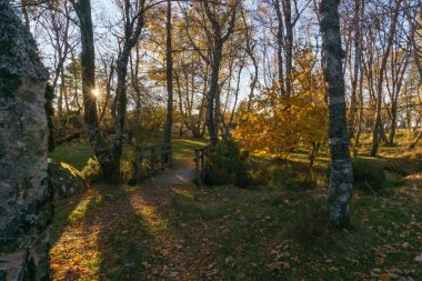 Huş ağacında sonbahar renkleri, altın akşam güneşinde derenin üzerinde ahşap bir köprü gün batımında, Vale do Rossim, Serra da Estrela, Portekiz