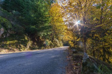 Manteigas, Serra da Estrela, Portekiz 'deki sonbahar ormanı boyunca uzanan yol.