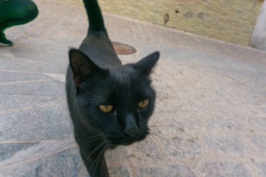 Siyah sokak kedisi Sokakta yürüyor