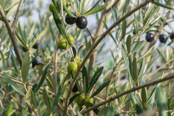 ripe black olives on the tree