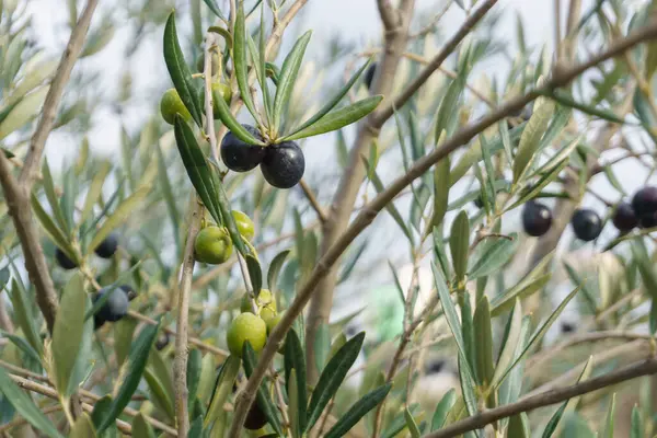 Detail of ripe black and green olives on the tree