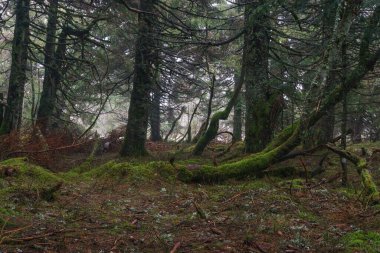 Vosges Dağları 'ndaki ormanın atmosferik havası. Kış günü Alsace, Fransa' da yosun kaplı ağaç gövdeleriyle.