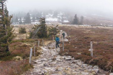 Vosges 'in yüksek bozkırlarında, Alsace, Fransa' da sisli bir kış sabahı fundalıkla insanları yürüyüşe çıkarmak.