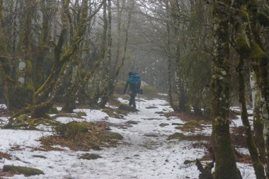 Kışın Vosges Dağları 'nda, Alsace, Fransa' da, ormanda yürüyüş yolunda, kahverengi yapraklar üzerinde biraz karla...