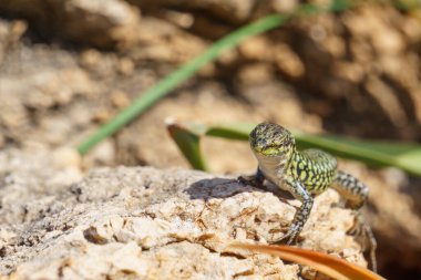 Sicilian wall lizard or Podarcis waglerianus on rocky terrain clipart