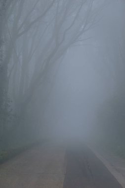 Sisli bir günde ormanda yol, Erice, Sicilya, İtalya