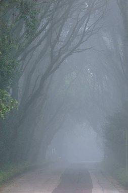 Sisli bir günde ormanda yol, Erice, Sicilya, İtalya