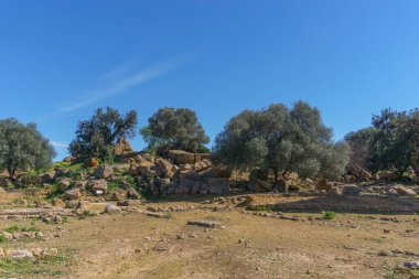Bahar zamanı, Tapınaklar Vadisi 'nde, Agrigento, Sicilya, İtalya' da antik taş yığınlarının önündeki zeytin ağacı.