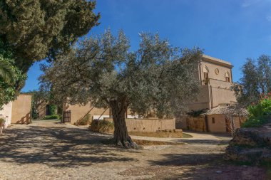 Villa Aurea, Agrigento, Sicilya, İtalya 'nın önündeki Tapınak Vadisi' nde güzel doğal dallara sahip büyük ve antik zeytin ağacı.