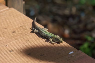 Sicilya duvar kertenkelesi ya da tahta üzerinde Podarcis waglerianus
