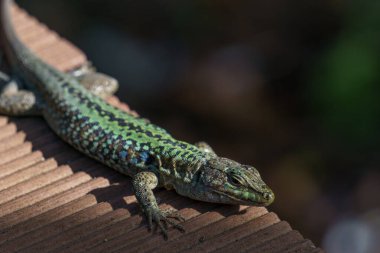 Sicilya duvar kertenkelesi ya da tahta üzerinde Podarcis waglerianus