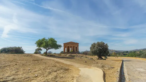 stock image Old olive trees in front of Temple of Concordia in the Valley of the Temples on a sunny spring day, Agrigento, Sicily, Italy