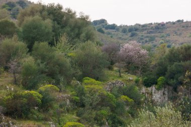Doğada Pantalica Platosu ile Anapo Vadisi 'ndeki ağaçlı çayır manzarası bahar zamanı Pantalica rezervi, Siracusa, Sicilya, İtalya