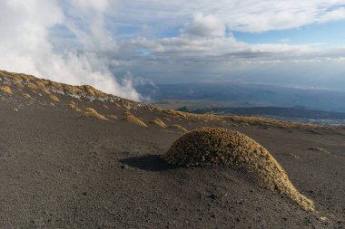 Volcanic landscape of Mount Etna with black lava ground and yellow plants of Astragalus siculus, Catania, Sicily, Italy clipart