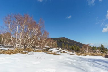 Volcanic landscape of Mount Etna at Monti Sartorius with birch trees and snow during winter time, Catania, Sicily, Italy