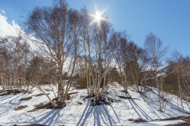 Etna Dağı 'nın volkanik manzarası Monti Sartorius' ta, huş ağaçları ve kış zamanı kar ile, Catania, Sicilya, İtalya