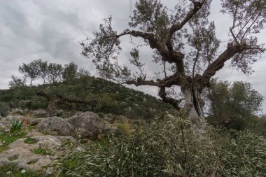 Bahar zamanı cennet gibi kayalık çayırlarda çiçekli eski zeytinlikler, Stavropegial, Messinia, Moreloponese, Yunanistan