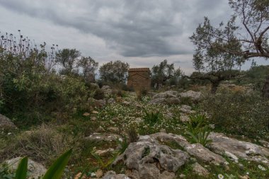 Olive Grove 'daki antik ortodoks kilisesinde bahar zamanı kayalık çayırlarda çiçekler, Stavropegial, Messinia, Moreloponnese, Yunanistan