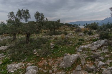 Old olive grove with flowers on idyllic rocky meadow in spring time, Stavropegial, Messinia, Peloponnese, Greece clipart