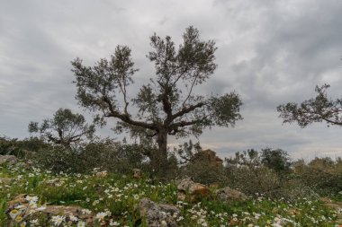 Bahar zamanı cennet gibi kayalık çayırlarda çiçekli eski zeytinlikler, Stavropegial, Messinia, Moreloponese, Yunanistan