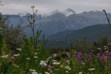 Beautiful flowers with Taygetos mountains with peak of Profitis Ilias covered with snow in background, Stavropegial, Messinia, Peloponnese, Greece clipart