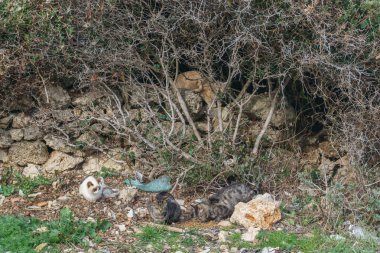 Yunanistan 'ın kırsal bir köyünde kirlenmiş bir çalılığın yanında oturan sokak kedileri