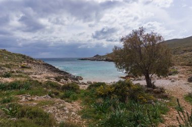 Cape Tainaron 'daki Idyllic kumsalında Roma hamamlarının, Mani' nin, Peloponnese 'nin, Yunanistan' ın yıkıntılarının yakınında eski bir ağaç var.