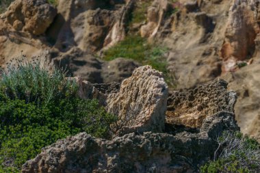 Akdeniz kıyısındaki Geopark Nikolaos Petrified Forest, Laconia, Moreloponnese, Yunanistan 'daki taşlaşmış ağaç gövdesinin ayrıntıları
