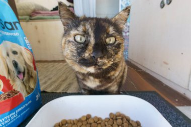 Bir karavanın içinde bir kase yemeğin önünde oturan siyah ve altın çizgili evcil bir kedi.