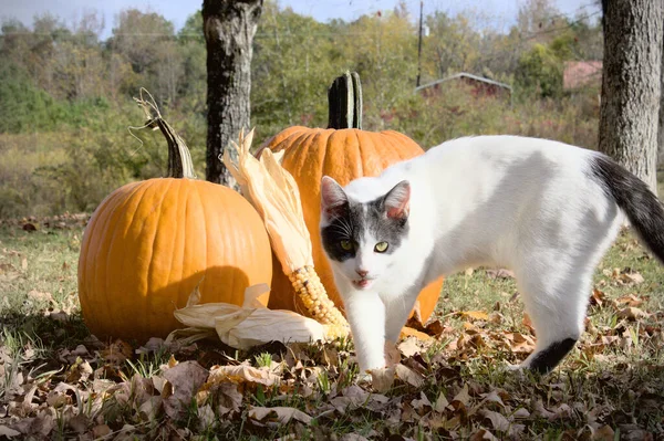 A cat walking towards camera with mouth open with pumpkins and dried corn in the background.