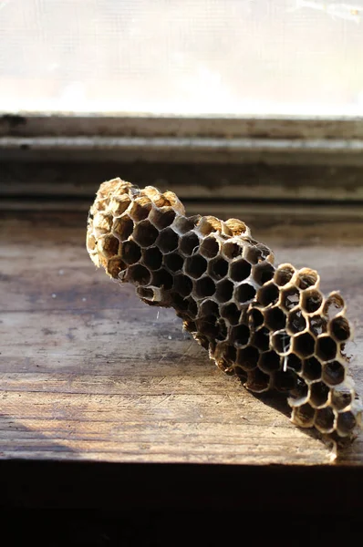 A section of a paper wasp nest on an old wood window sill with sunlight.