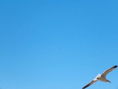 Martı mavi gökyüzüne karşı uçuyor