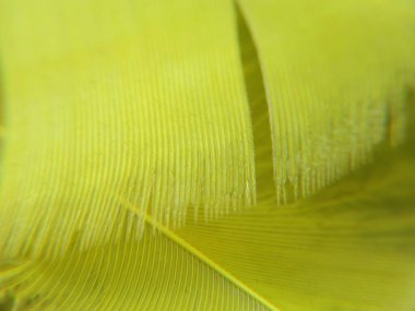 Yeşil tüylü makro çekim