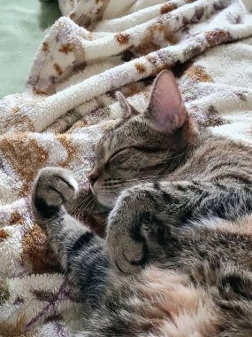 kedi yatakta uyuyor.