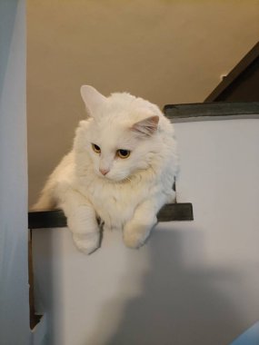 Uzun, yumuşak kürklü beyaz kedi pencere eşiğinde oturuyor.