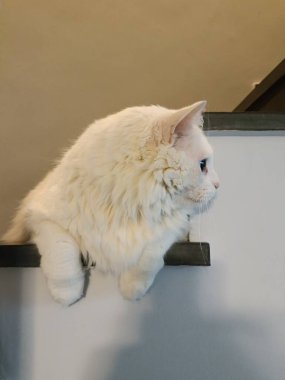 Uzun, yumuşak kürklü beyaz kedi merdivenlerde.