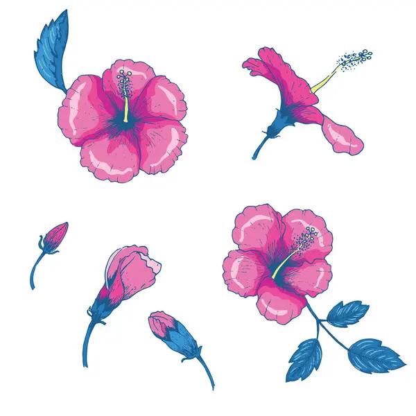 Ensemble Éléments Vectoriels Isolés Dessinés Main Tropicaux Fleurs Hibiscus — Image vectorielle