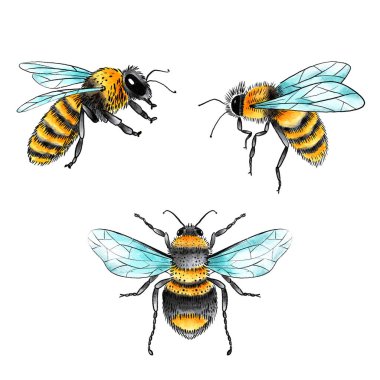 Suluboya ve Mürekkep Bal Arıları Dekoratif Ögeler Ayarlandı