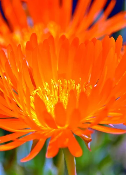 オレンジ色の氷の植物の花の終わり — ストック写真