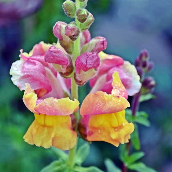 Close Pink Snapdragons Blossoms — Stock Photo, Image
