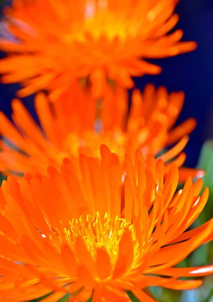 Primer Plano Las Flores Plantas Hielo Que Arrastran Naranja —  Fotos de Stock