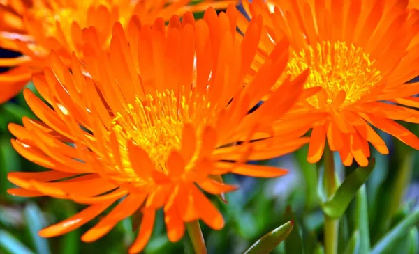 Κλείσιμο Των Πορτοκαλιών Που Ακολουθούν Άνθη Των Φυτών Πάγου — Φωτογραφία Αρχείου