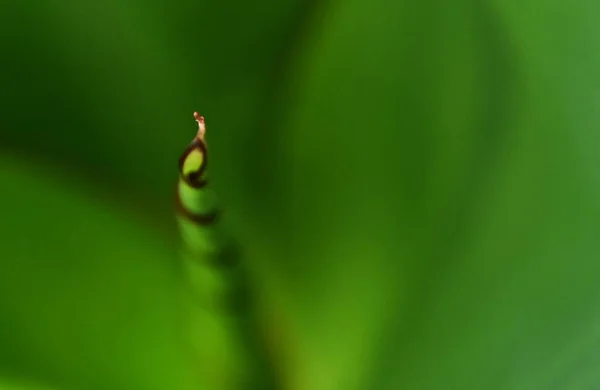 stock image close up of a green canna lily leaf