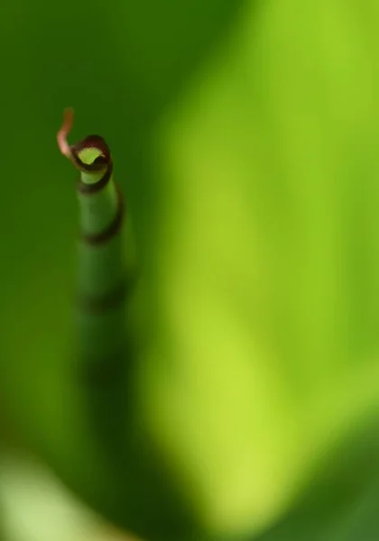 Close Green Canna Lily Leaf – stockfoto