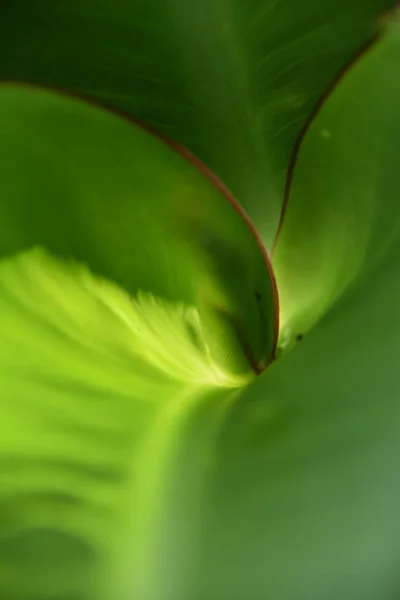 Close Green Canna Lily Leaf — 스톡 사진