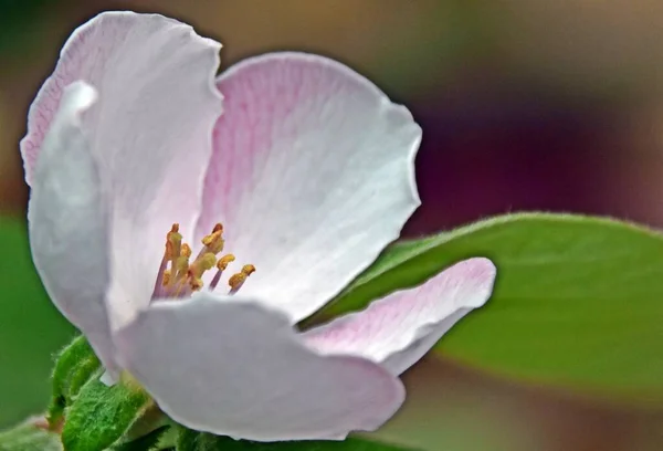 Perto Uma Flor Marmelo Javanês Branco — Fotografia de Stock