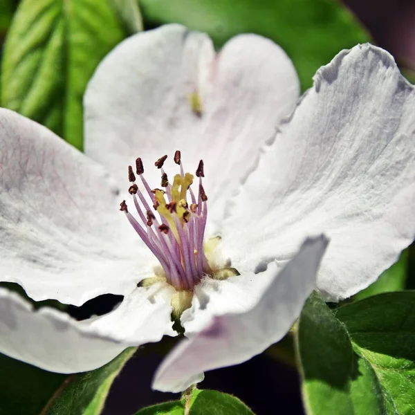 紧凑着一朵白色的爪哇鹌鹑花 — 图库照片