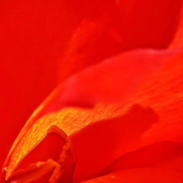 Perto Uma Flor Lírio Canna Vermelho — Fotografia de Stock