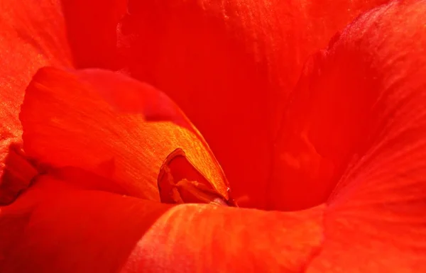Zblízka Červené Canna Lily Květ — Stock fotografie