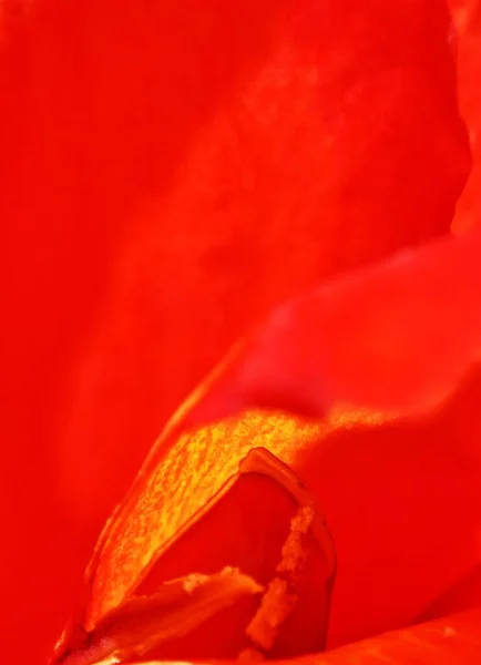 Zblízka Červené Canna Lily Květ — Stock fotografie